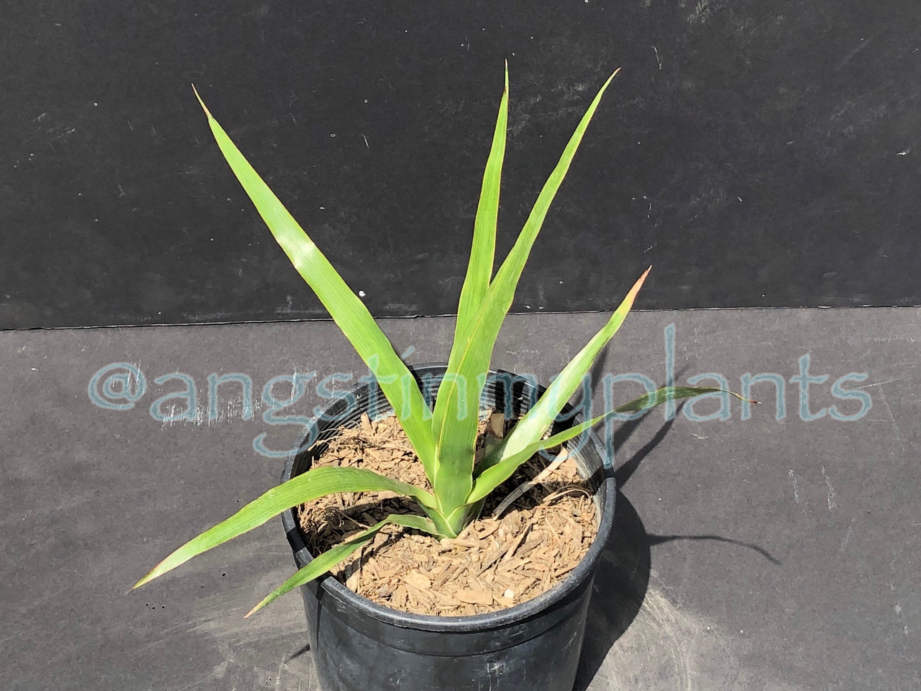 One Gallon Sized Dracaena Draco Dragon Blood Tree Etsy