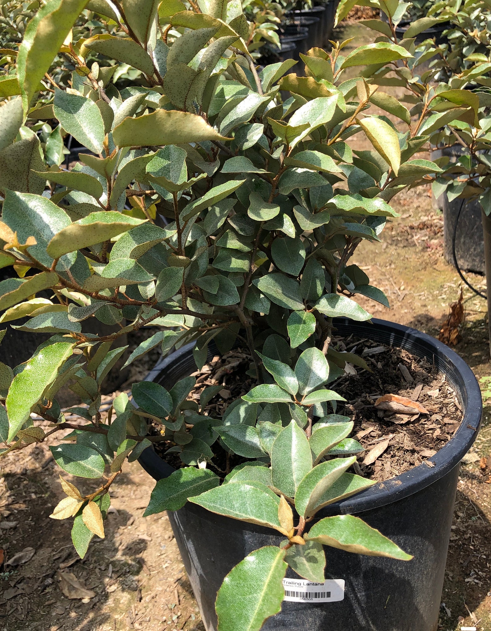Elaeagnus Pungens fruitlandii Fruitland Silverberry TR Etsy