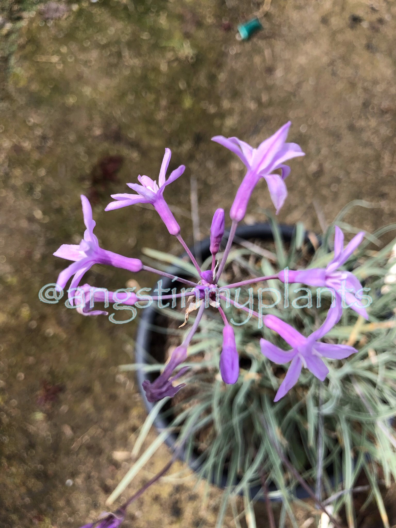 Variegated Society Garlic Tulbaghia Violacea Variegata 3 Etsy