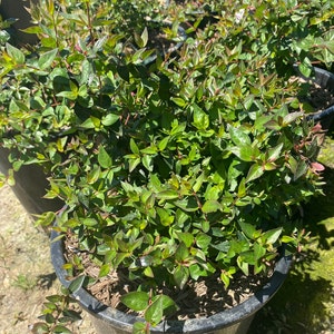 Dwarf Myrtle - Myrtus communis ‘compacta’