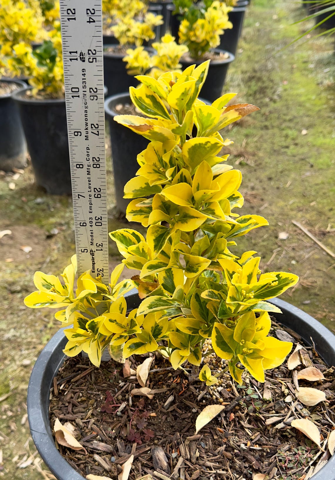 Golden Euonymus Variegated Shrub Etsy golden-euonymus-variegated-shrub-etsy