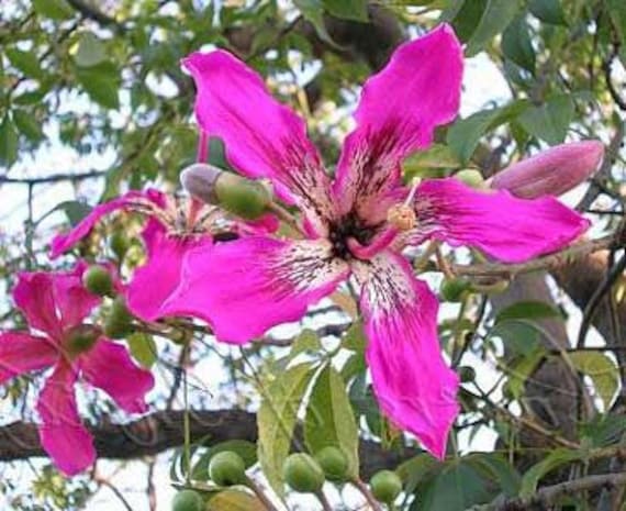 Exotic Silk Floss Tree Seeds (Chorisia Speciosa) - Flowering Kapok Bottle Tree, 20 Seeds 9 thumbnail image