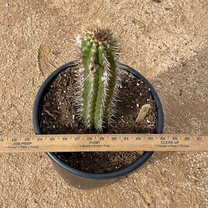 Cleistocactus fieldianus AP19 image 2