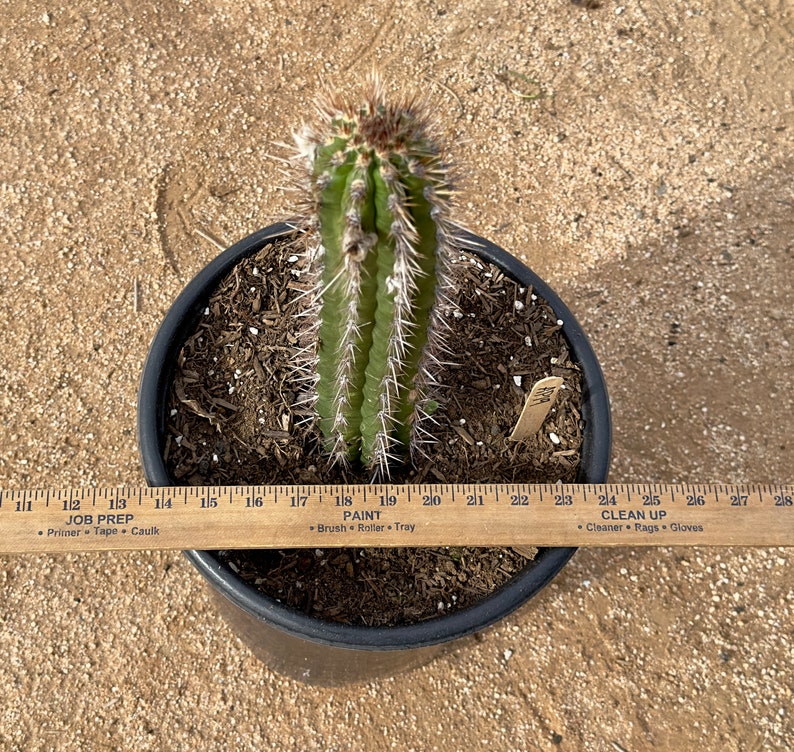 Cleistocactus fieldianus AP19 image 2