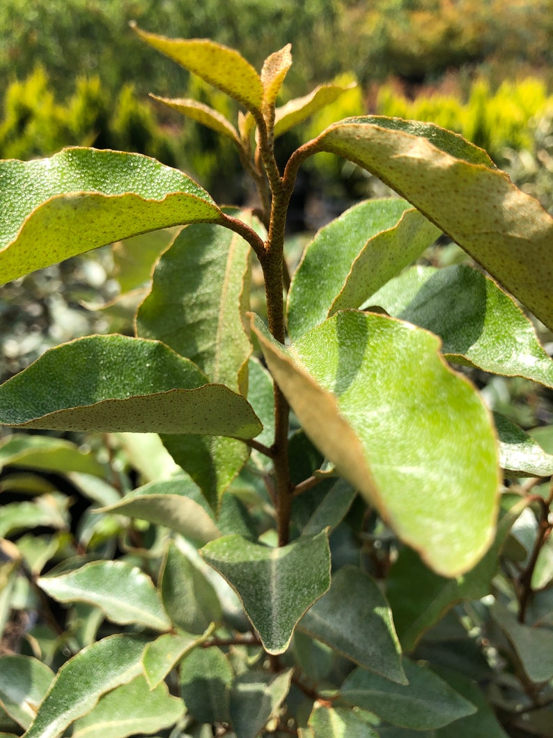 Elaeagnus Pungens fruitlandii Fruitland Silverberry Etsy