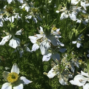 Black Seed Oil, Nigella sativa seed sustainable USA grown infused oil, black cumin