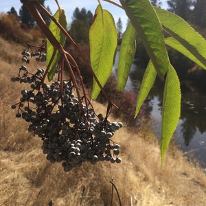 Elderberry Tincture, Sambucus nigra organic berries