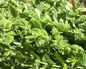 Dried Lemon Balm, Melissa officinalis, organic