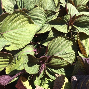 Shiso Zi su ye tincture, sustainable USA grown Perilla fructescens extract