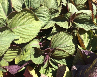 Shiso Zi su ye tincture, sustainable USA grown Perilla fructescens extract