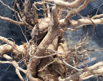 Ashwagandha Root Tincture, sustainable USA grown Withania somnifera herb