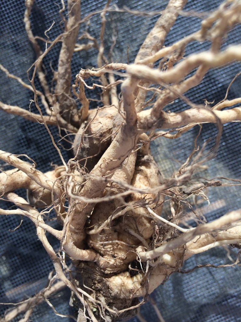 May include: A close-up of a cluster of tangled, light brown roots. The roots are thick and gnarled, with a rough, textured surface.