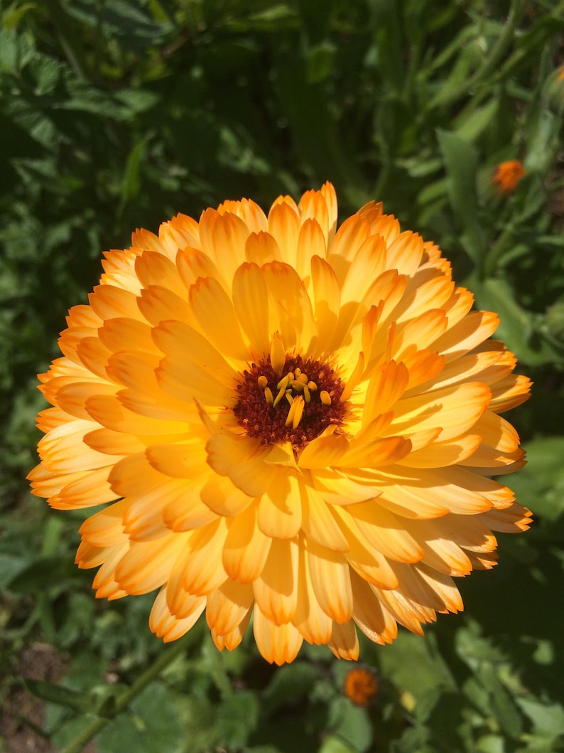 Dried Calendula Flowers Calendula Officinalis Organic Etsy