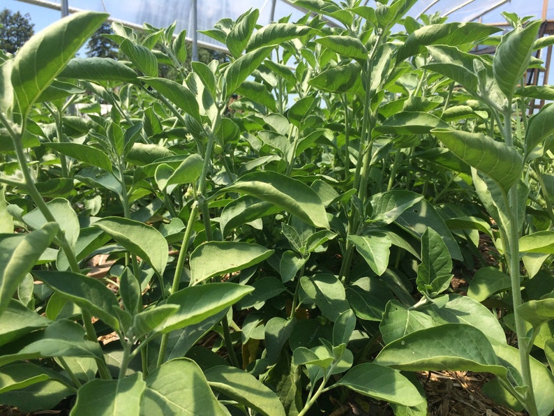 May include: A close-up view of a field of green leafy plants growing in a greenhouse. The plants have large, oval-shaped leaves and are growing tall and lush.