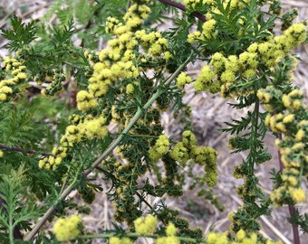 May include: Close-up of a plant with small, yellow flower buds. The plant has green leaves and is growing in a field of dry, brown grass.