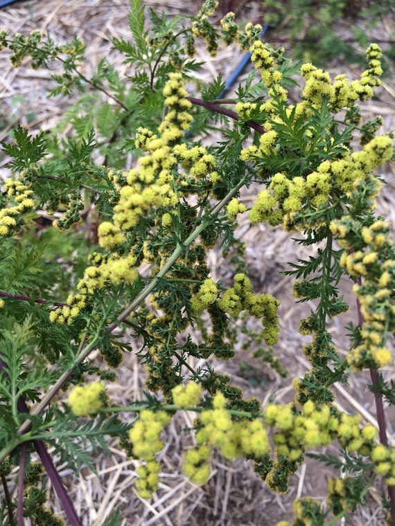 5,000 Wormwood Qing Hao Artemisia annua Seeds Fresh 2018 Organic Sweet Annie