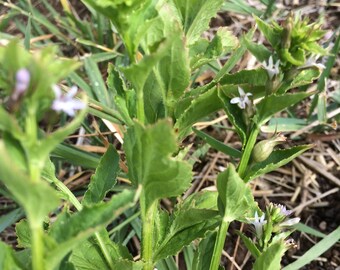 Lobelia Tincture, Lobelia inflata sustainable USA grown