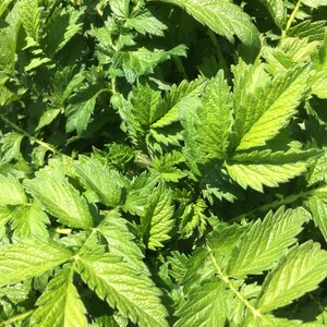 May include: A close-up of a patch of green leaves. The leaves are serrated and have a slightly textured surface.