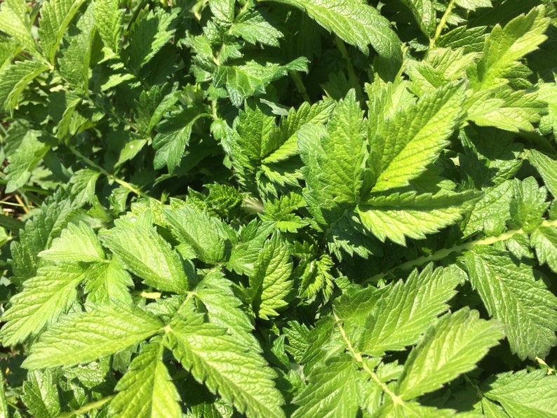 May include: A close-up of a patch of green leaves. The leaves are serrated and have a slightly textured surface.