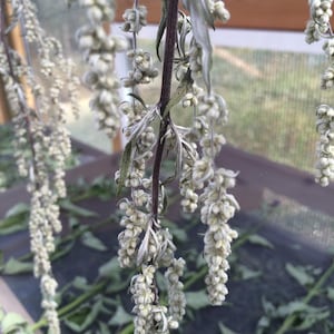 Mugwort Tincture, Artemisia vulgaris sustainable USA grown leaf and flower bud