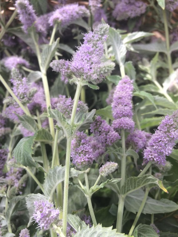 Moroccan Mint Tea, dried sustainable USA grown herb Mentha longifolia bulk