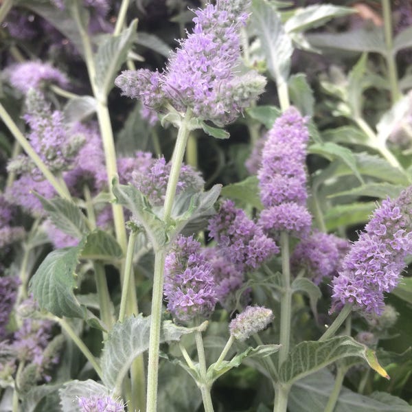 Moroccan Mint Tea, dried organic herb Mentha longifolia bulk