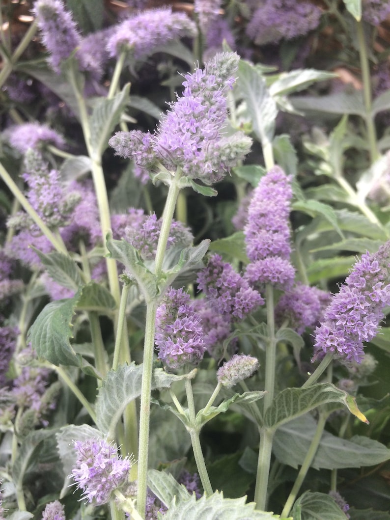 Puede incluir: Primer plano de un grupo de flores moradas con hojas verdes. Las flores est&aacute;n en flor y tienen un aspecto delicado y plumoso.