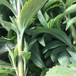 May include: Close-up of a stevia plant with green leaves and a light green stem.