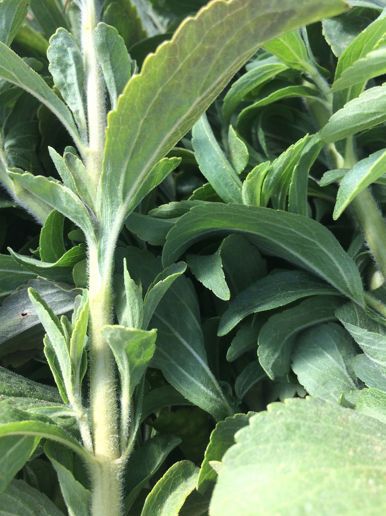 May include: Close-up of a stevia plant with green leaves and a light green stem.