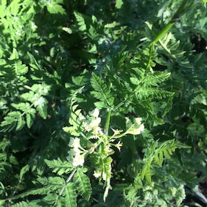 Sweet Cicely Tincture: USA Grown Myrrhis Odorata Root Extract