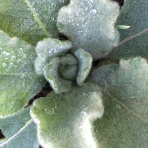 Mullein tincture, Verbascum thapsus leaf sustainable USA grown