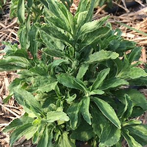 May include: A close-up of a green stevia plant with large, pointed leaves. The plant is growing in a garden setting with brown mulch.