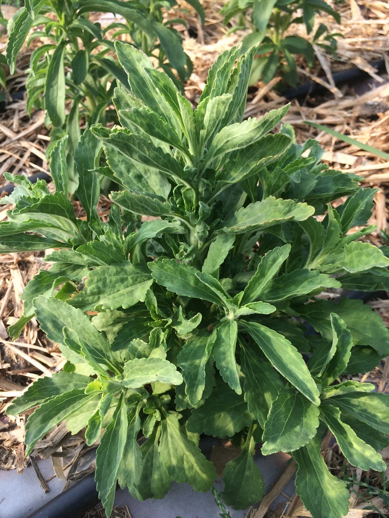 May include: A close-up of a green stevia plant with large, pointed leaves. The plant is growing in a garden setting with brown mulch.