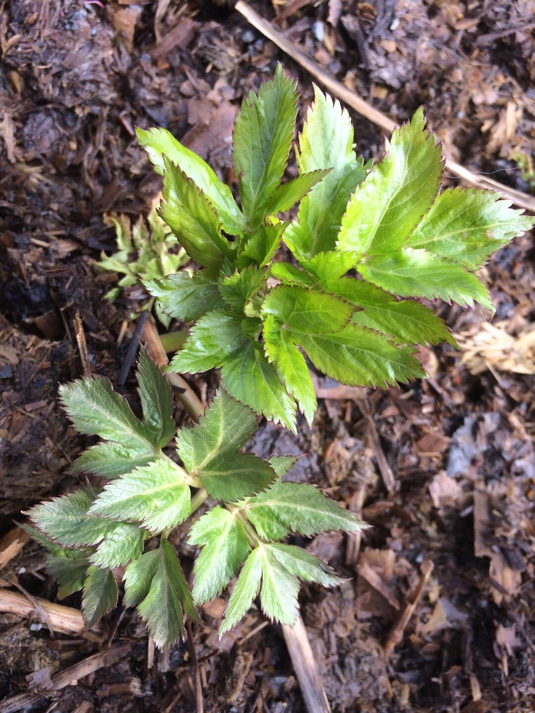 Lovage Root Tincture, Organic Levisticum Officinale Herb - Etsy