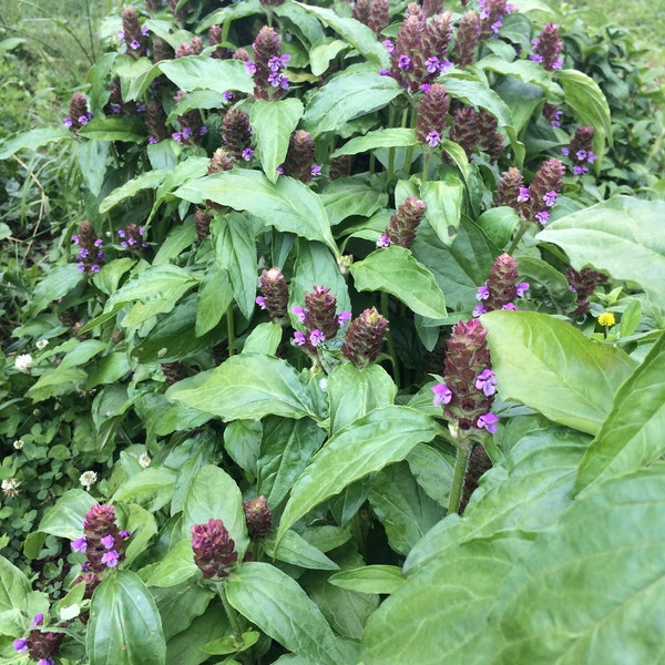 Dried Self Heal, Xia ku cao, Prunella vulgaris, organic herb