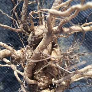 May include: A close-up of a cluster of tangled, light brown roots. The roots are thick and gnarled, with a rough, textured surface.