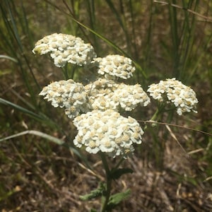 Dried Yarrow, Achillea millefolium leaf and flower, organic image 2