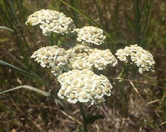 May include: A close-up of a cluster of white yarrow flowers with yellow centers, growing in a field of tall green grass.