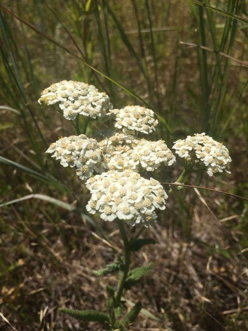 Dried Yarrow, Achillea millefolium leaf and flower, organic image 2