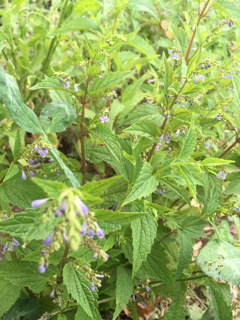 Dried Skullcap Herb Scutellaria Lateriflora Organic Etsy