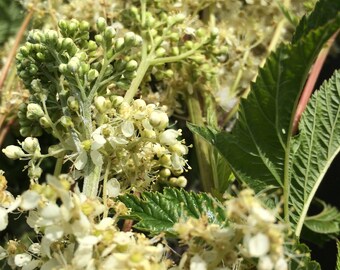 Tintura de ulmaria, hierba Filipendula ulmaria cultivada de forma sostenible en EE. UU.