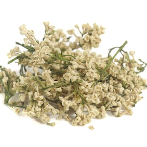 Lilac Flowers, White Syringa vulgaris sustainable USA grown herb whole flowering top