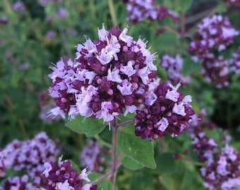 Oregano Tincture, Origanum vulgare sustainable USA grown herb