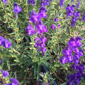 Baical Skullcap Tincture, sustainable USA grown Scutellaria baicalensis, Huang qin root