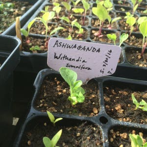 May include: A close-up of a plant seedling growing in a black plastic tray. The plant is labeled "Ashwaganda Withandia Somnifera" with a date of "S-3/30/16 P-".
