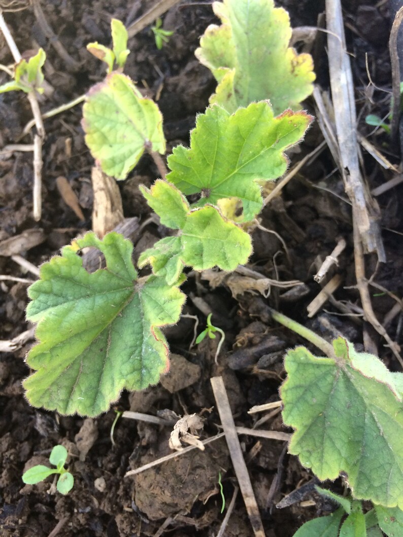 Marshmallow Root Tincture Organic Althaea Officinalis Low Etsy