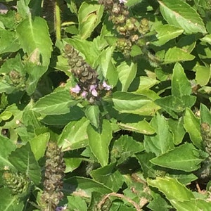 Tulsi Tincture, Ocimum sanctum- Holy Basil, sustainable USA grown