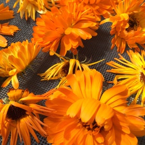 Calendula infused oil, Calendula officinalis sustainable USA grown flowers
