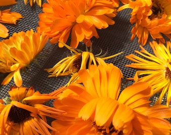 Calendula tincture, Calendula officinalis sustainable USA grown flowers