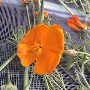 California Poppy tincture, Eschscholzia californica sustainable USA grown herb